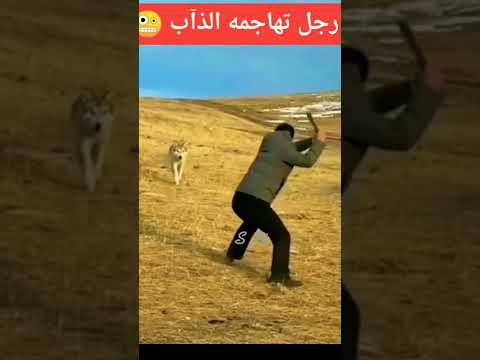 رجل تهاجمه الذئاب