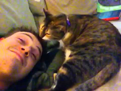 Eva the cat cleans the hair on my head