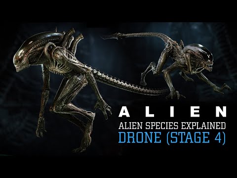 The Drone Xenomorph (Runner and Stalker) Stage 4 XX121 - Alien Species Explained