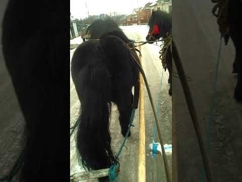 Poneii lui Danut de la Bratca