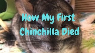 ChinVlogs - How My First Chinchilla Died..