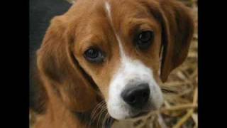 Milorad Mandic Manda Zasto kuce arlauce