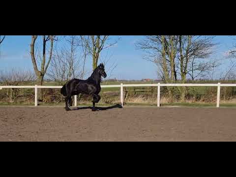 Stal Okkema's Erik - Tsjalke x Teunis - Gelding - 2009 - 1.70m