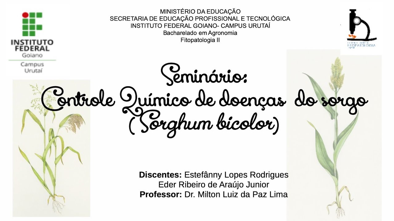 Seminário de Contr. Quím. doenças do sorgo – Estefânny Lopes Rodrigues e Eder R. de Araújo Junior