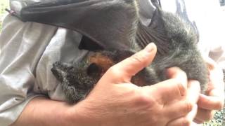 Cinders the bat loves to be scratched