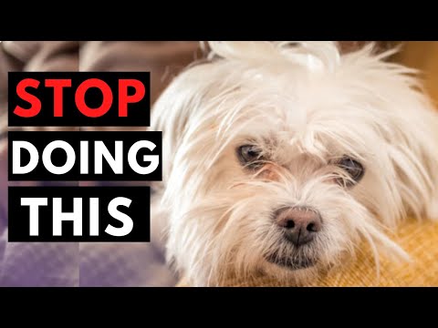 10 Ways You Are Hurting Your Maltese Dog Without Even Knowing It