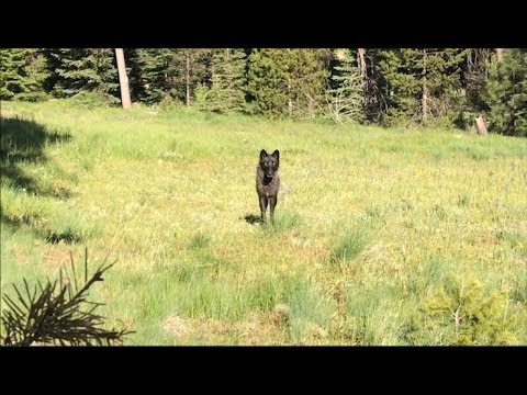 Don’t Panic - Instructions For Surviving A Wolf Encounter