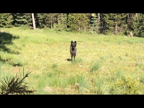 3rd YouTube video about are there wolves in vermont