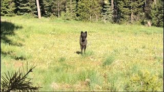 What to expect if you encounter a wolf