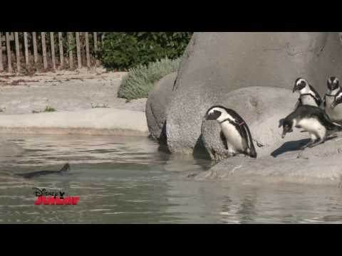Disney Junior - In Viaggio Alla Scoperta degli Animali - Pinguini