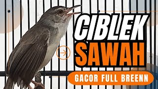 Download lagu Ciblek Sawah Gacor full bren cocok untuk masteran burung mp3