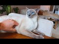 Blue Eyed Purr Machine Can't Resist Attacking his Sister