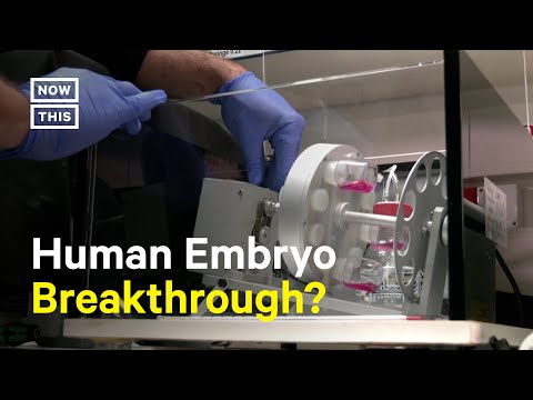 Scientists in Israel Grow Model of Human Embryo