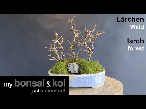 Bonsai - just a moment - Lärchenwald - Larch forest