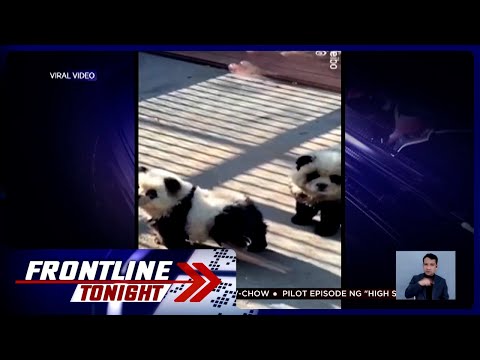Mga aso sa zoo na kinulayan para magmukhang panda, binatikos Frontline Tonight