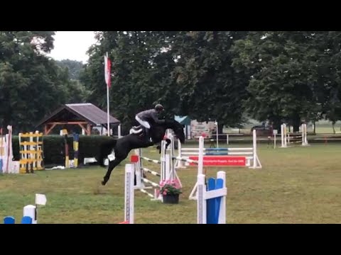 VOLTERA ~ 7j. St. v. / 7yo mare by Van Gogh - Convoi