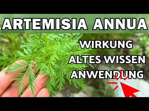 Artemisia Annua Effects, Uses & Ancient Knowledge 🌞 Annual Mugwort