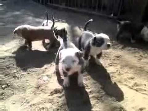 download lagu mp3 mp4 Pitbull Puppies For Sale In California, download mp3 Pitbull Puppies For Sale In California free download mp3, download mp3 Pitbull Puppies For Sale In California