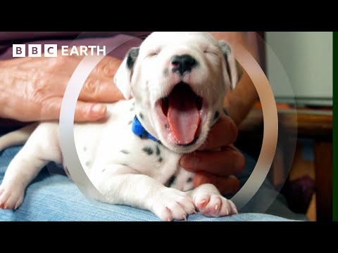 Dalmatian Puppy Learns to Enjoy Human Contact | Wonderful World of Puppies | BBC Earth