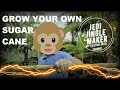 The Florida SUGAR CANE GURU Knows How To Grow FAT CANES BRO
