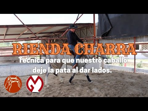 Tecnica para que el caballo deje la pata.
