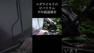 【半年経過】マダライモリのビバリウム #shorts