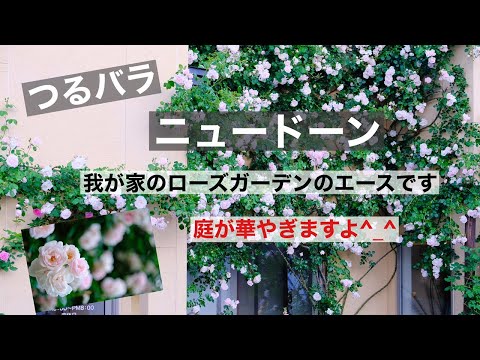 つるバラ「ニュードーン」 植物