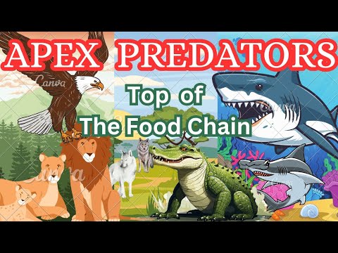 Ultimate Apex Predators: Kings of the Food Chain.