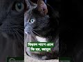 বিড়াল পাশে এসে শরীর ঘষলে কি হয় বিড়া