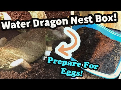 Nest Box Setup for Female Chinese Water Dragons.