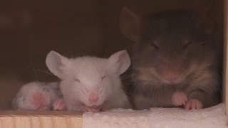 Mouse Family Sleeping, cute baby mice