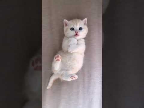 The quit cat #shorts