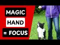Viral Magic hand focus game, most searching! Viral Magic hand focus game, most searching!
