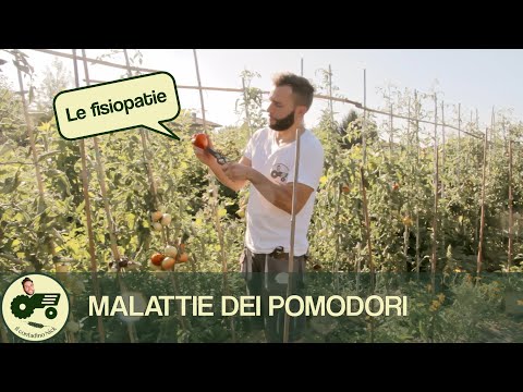 , title : 'Le malattie dei pomodori: le FISIOPATIE - Il contadino Nick'