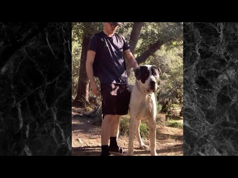 Perfect BULLYKUTTA ❤️❤️❤️ Proudly Owned By YASHVIR YADAV