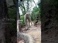 Amazing World Animal Movie Joseph Entertainment Funny