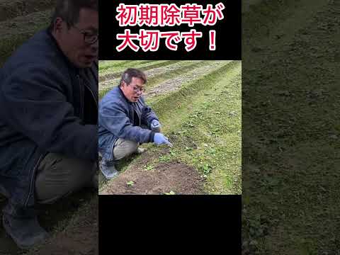 簡単に除草する方法は？雑草や不要な植物を取り除くための5つのヒント!  庭園