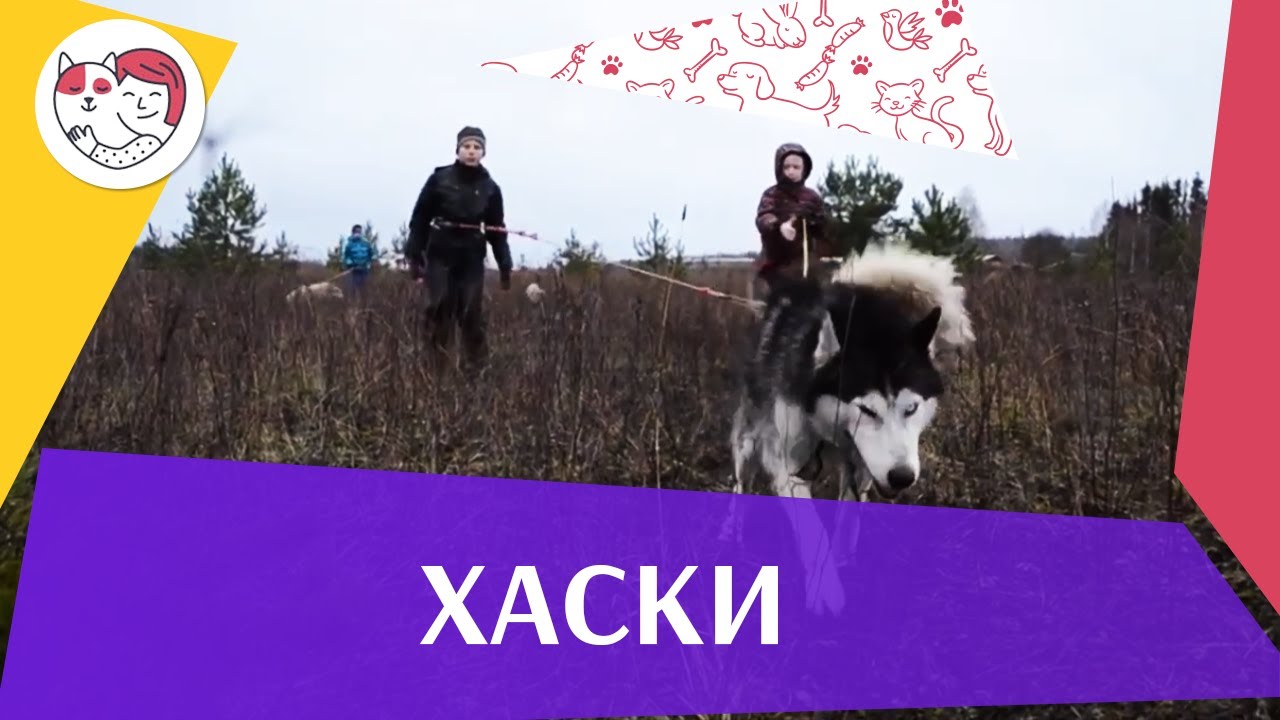 Хаски Уход и особенности содержания на iLikePet