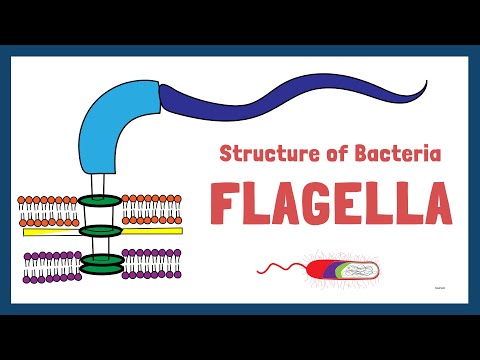 Aufbau von Bakterien | Teil 2 | Flagellen | Pili | Kapsel