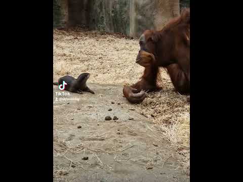 Affentheater 🙈🙊