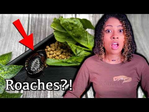 Best Feeders | Dubia Roach Care Guide