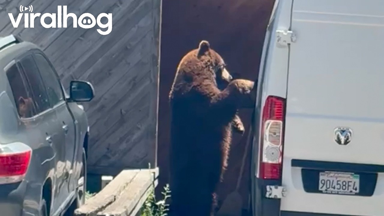 UnBearable Monday Commute || ViralHog
