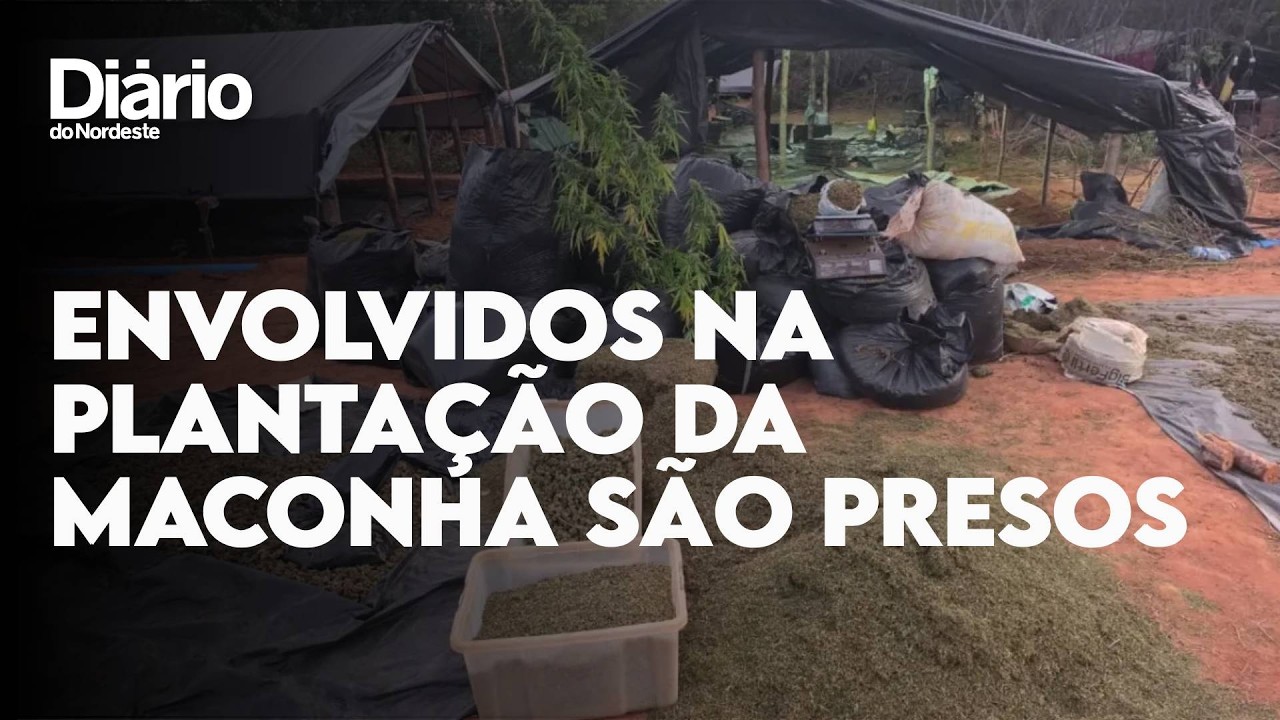 Imagem da notícia Dois homens envolvidos na plantação da fazenda da maconha são presos pela Polícia Civil 