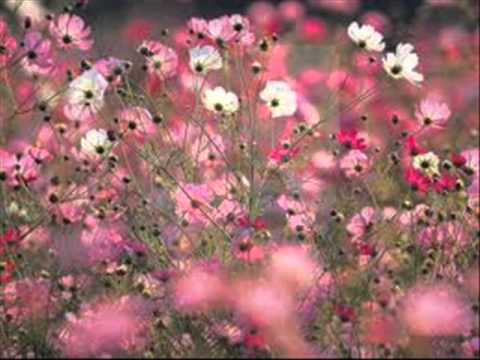 Zdravka Mircevska    Kako maj