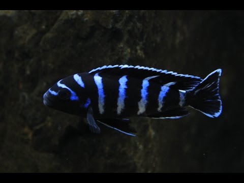 Watch Video on YouTube