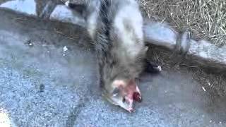 Dead possum