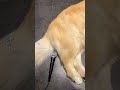 pet de chien dans un micro