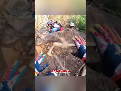 8 невероятных моментов с животными — от смешных до трогательных 🐘🐍🐬
