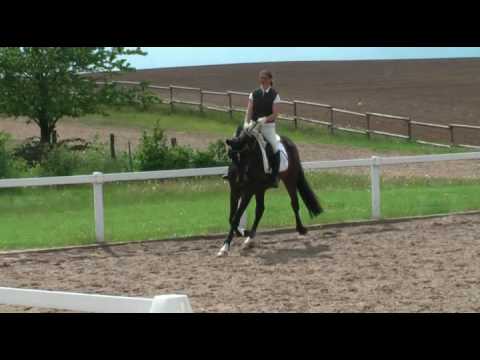 Sandro Hit x Dimension ( Vollbruder De Niro )