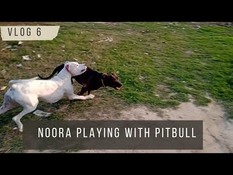 Noora playing😍 with pitbull 🐕‍🦺😍🐕 #vlog6